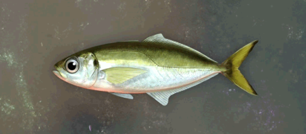 Amber Mackarel Image