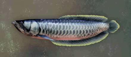 Aqfotle Arowana Image
