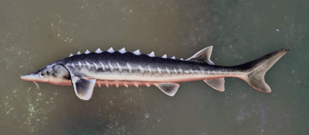 Armored Sturgeon Image