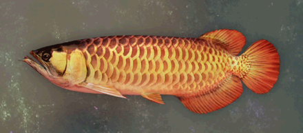 Aureum Arowana Image