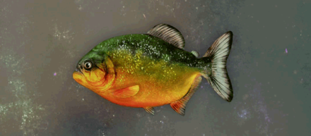 Berserker Piranha Image