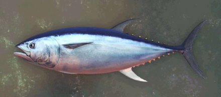 Blueback Tuna Image