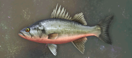 Cave Sea Bass Image