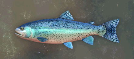 Cobalt Trout Image