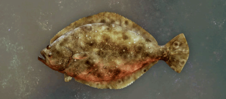 Coral Flatfish Image