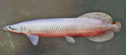 Cygni Pirarucu Image