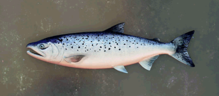 Cyslodian Salmon Image