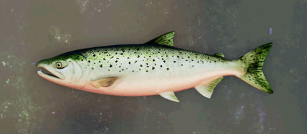 Emerald Salmon Image