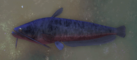 Ganath Haros Catfish Image