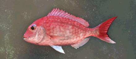Garnet Sea Bream Image