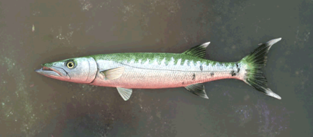 Gluttonous Barracuda Image