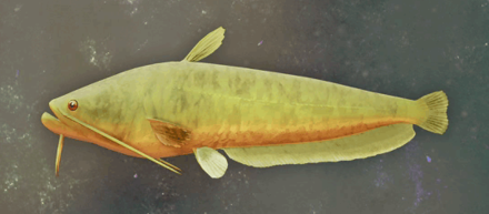 Golden Catfish Image