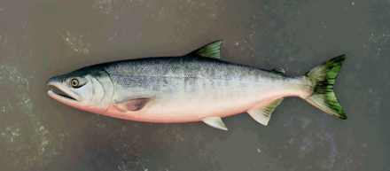 Lacerda Salmon Image
