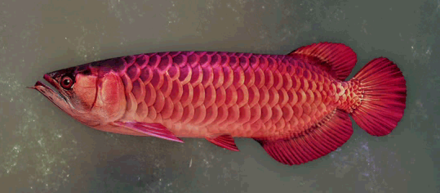 Lavtu Arowana Image