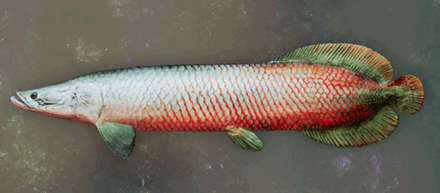 Lesser Pirarucu Image