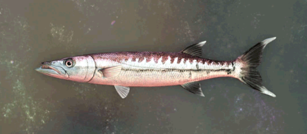 Mahag Saar Barracuda Image