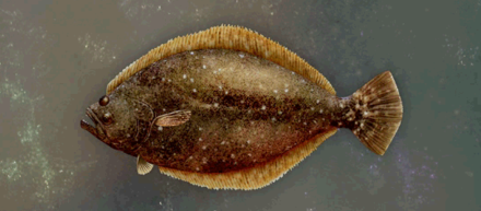 Mahag Saar Flatfish Image