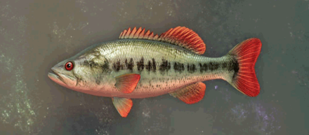 Menancian Bass Image