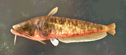 Menancian Catfish Image