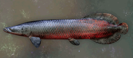 Muddy Pirarucu Image