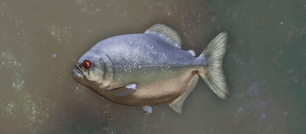 Nevira Piranha Image