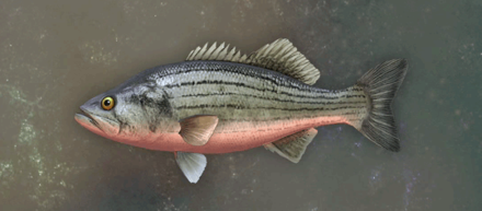 Polar Bass Image