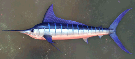 Silver Marlin Image
