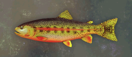 Talka Trout Image