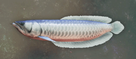 Traslida Arowana Image