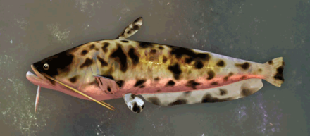 Tricolored Catfish Image