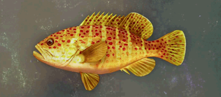 Zesti Grouper Image