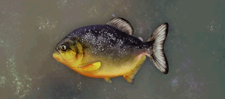 Ganath Haros Piranha Image