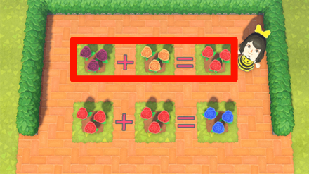 ACNH - purple and orange roses beside each other and the resulting red hybrid rose on the right