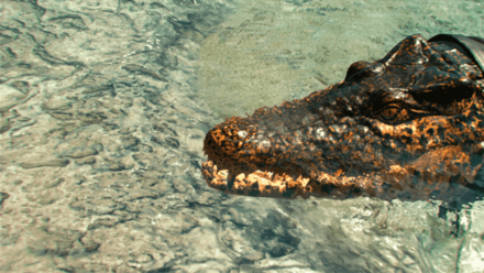 Far Cry 6 - Crocodile Meat.png