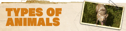 Far Cry 6 Animal Types Partial Banner.png