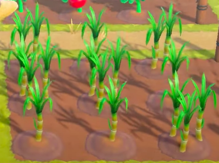 ACNH - A field of sugarcane