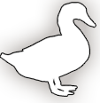 Duck Image