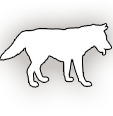 Alpha Coyote Image