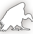 Vulture Image
