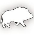 Wild Hog Image