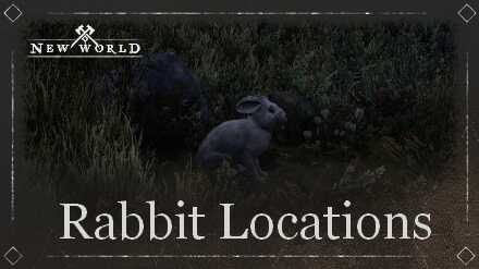Rabbit Location