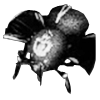 Blightmoth Icon