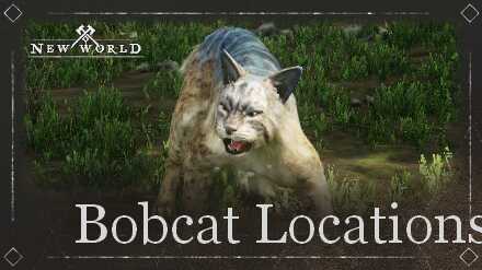 All Bobcat Locations