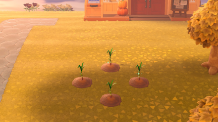 ACNH - Sugarcane Day 3