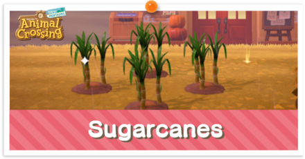 ACNH - Sugarcanes