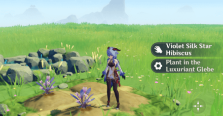 Genshin - How to Plant Dreambloom Seeds