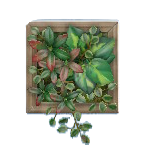 The Dark Brown version of Wall Planter