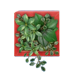 The Red version of Wall Planter