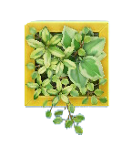 The Yellow version of Wall Planter