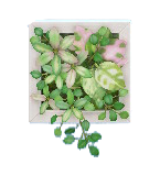 The White version of Wall Planter